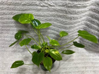 Philodendron Burle Marx Variegated
