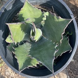 Green Agave