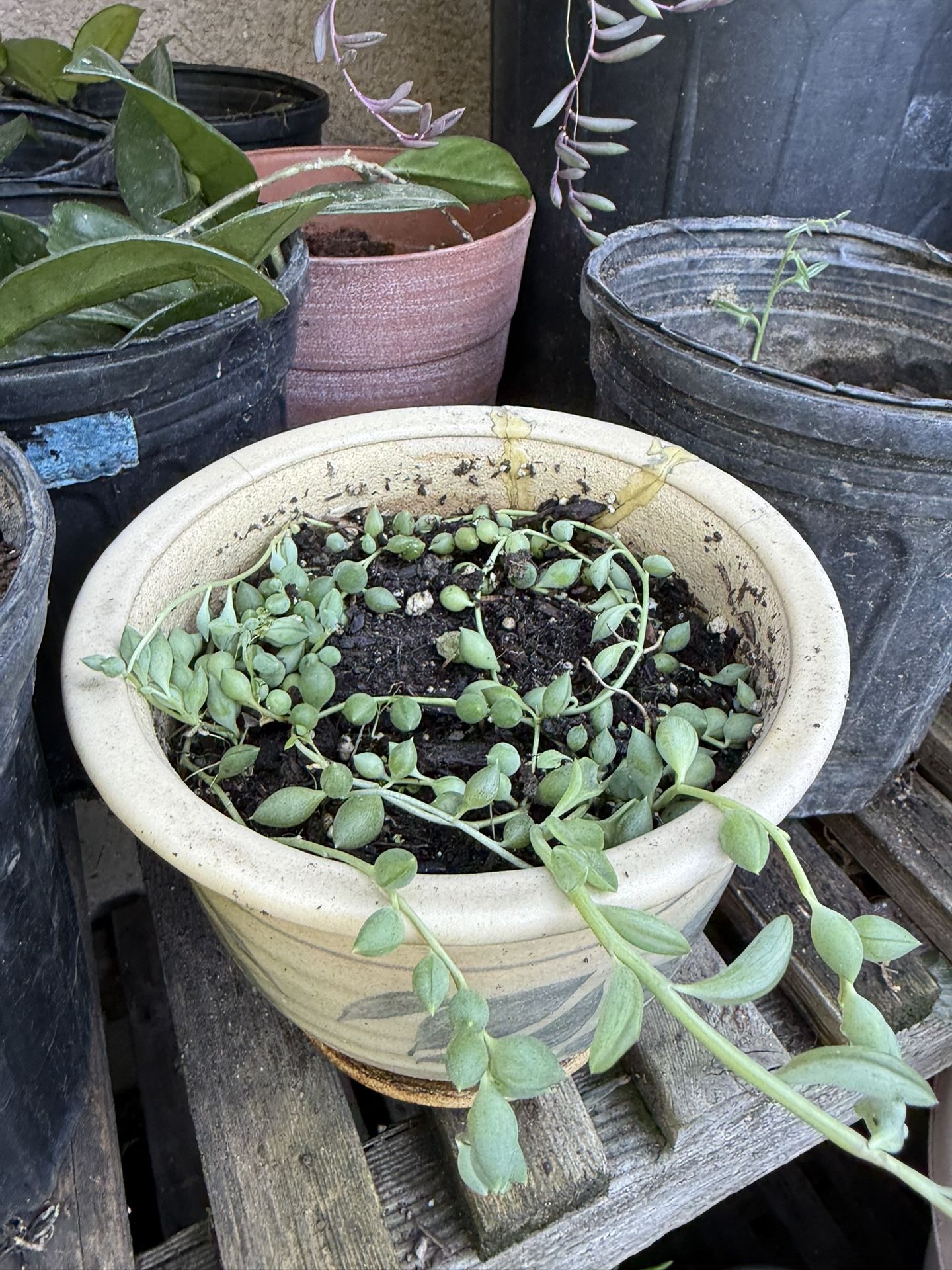 String Of Pearls and String Of Bananas In a Ceramic Pot. $8