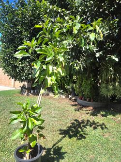 5 feet Plant trepadora