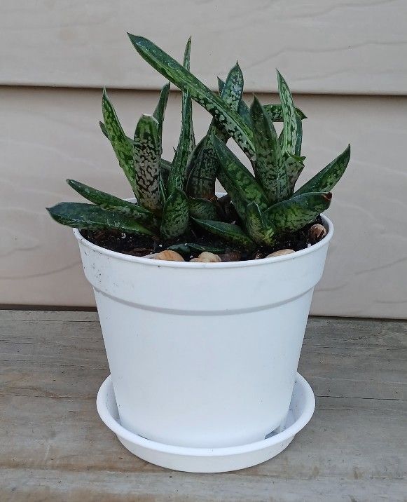 Gasteria Succulent Plant 🪴 (B) 