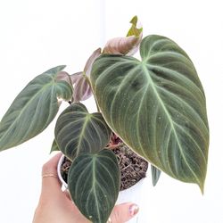 Philodendron El Choco Red Plant 4" Pot - Indoor House Plants