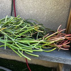 Fire Stick Fire Pencil Plant Cuttings Euphorbia tirucalli