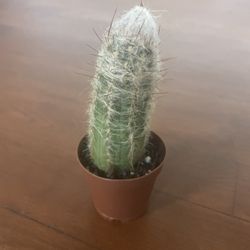 Cactus House Plant 