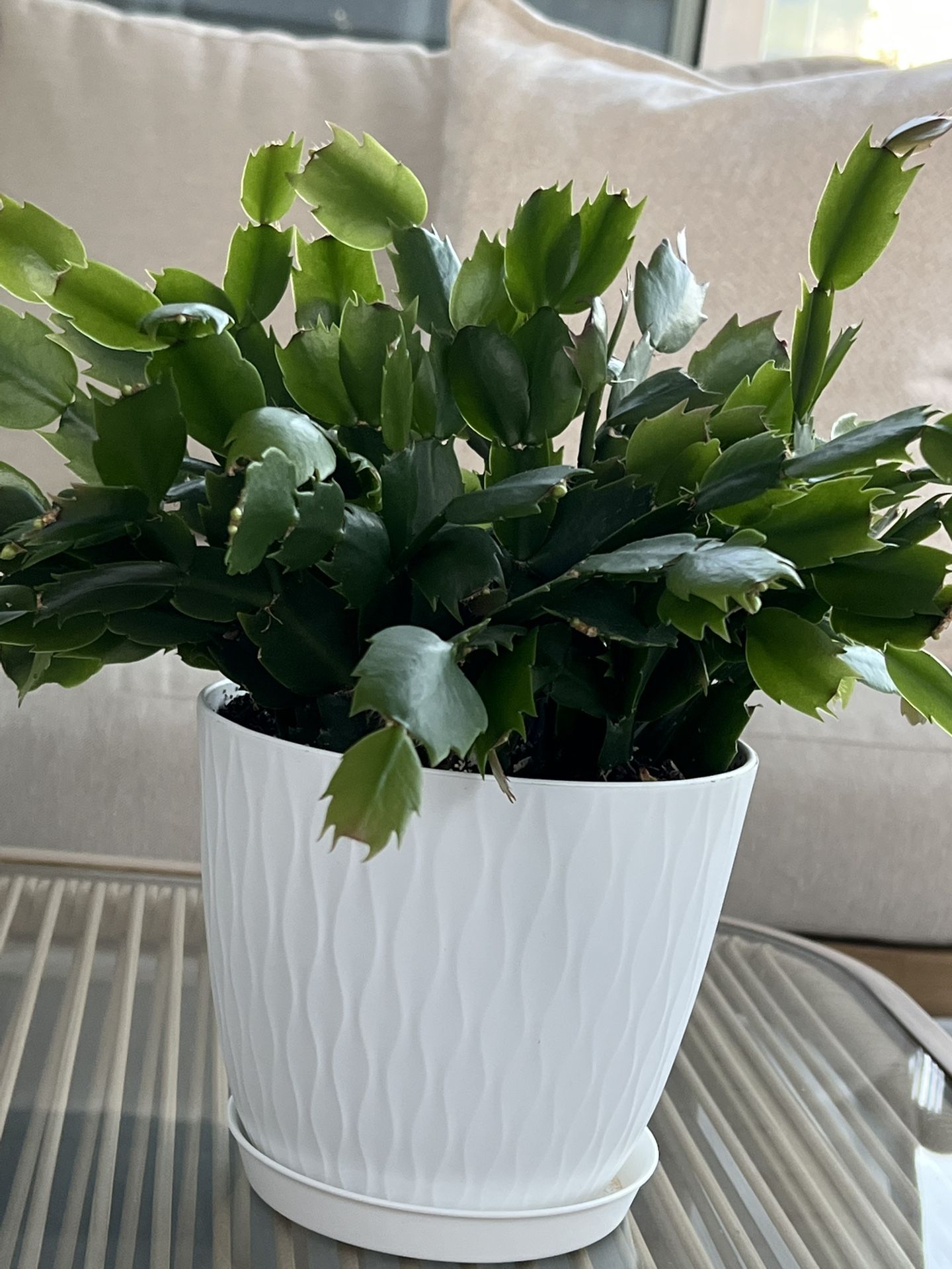 Christmas Cactus