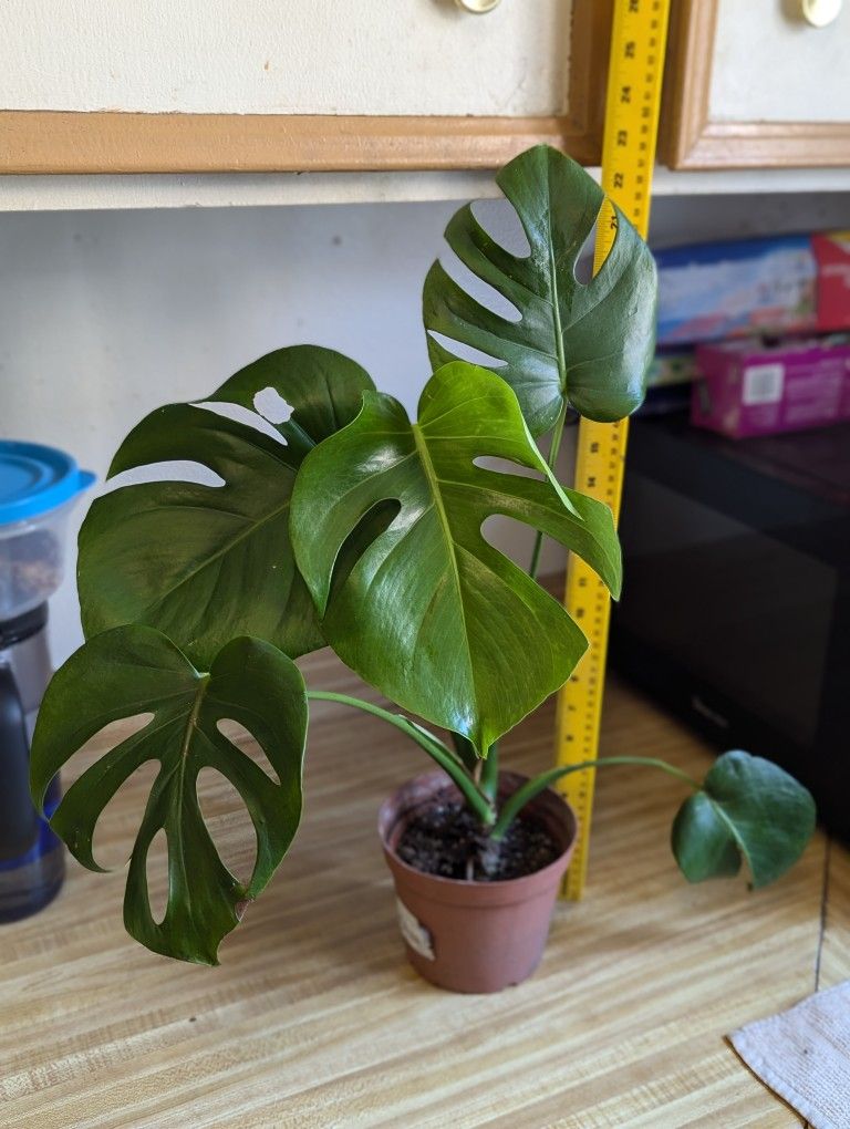 Monstera deliciosa 6 Inch (Location In Description!) for Sale in ...