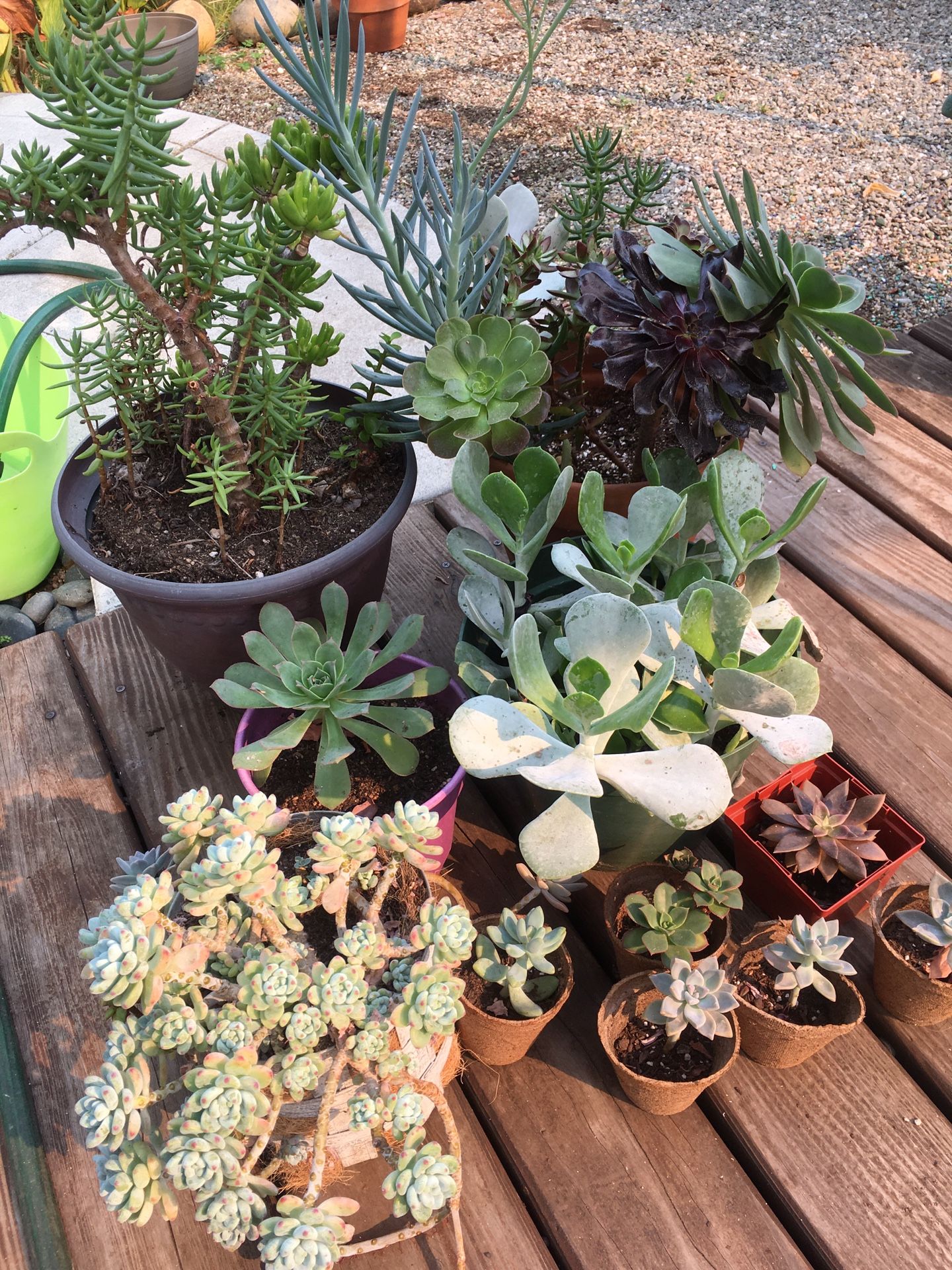 Various Succulents- All for $35