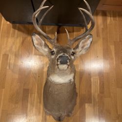 Whitetail Deer Shoulder Mount 8 Point