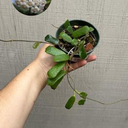 4” hoya rotundiflora 