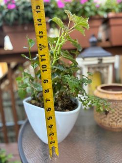 White ceramic planter