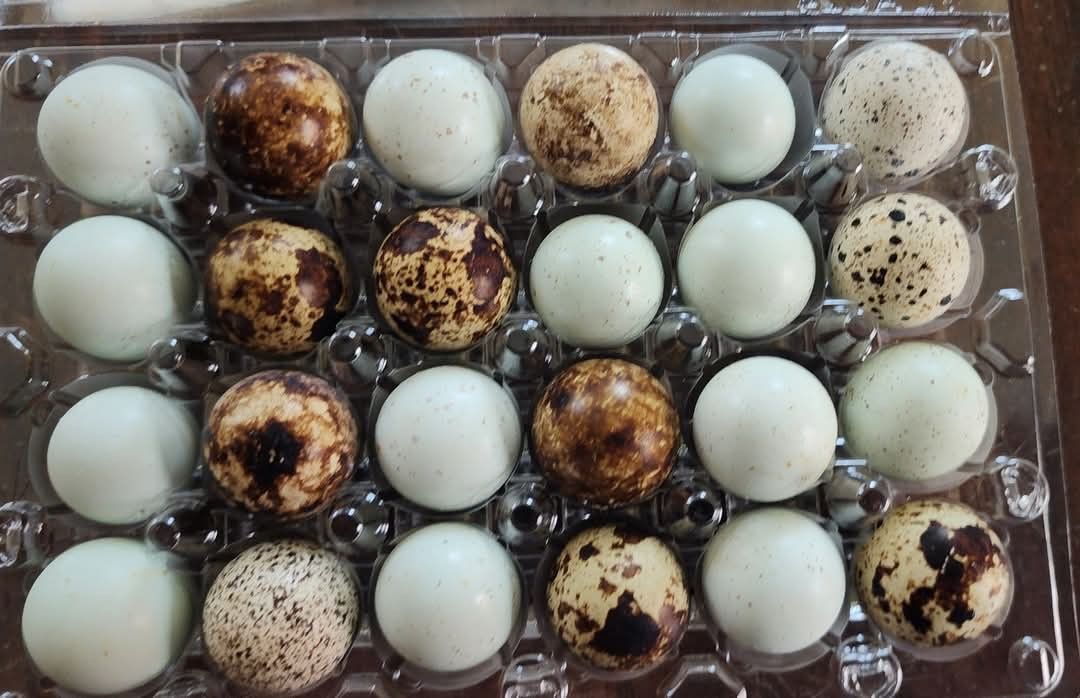 Fresh Quail Eggs 4$dozen