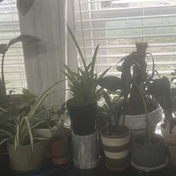 Plant Sale. 