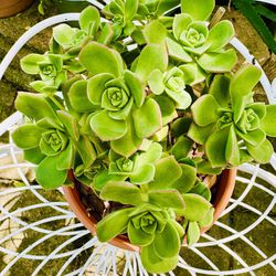SUCCULENT PLANTS IN CLUSTERS - In Terracotta Pot