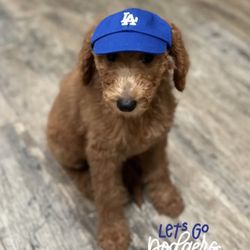 Dog LA Hats 
