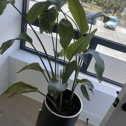 Birds Of Paradise And Monstera Plant