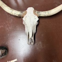 Decorative Real Longhorn Skull