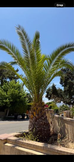 Palm tree mature
