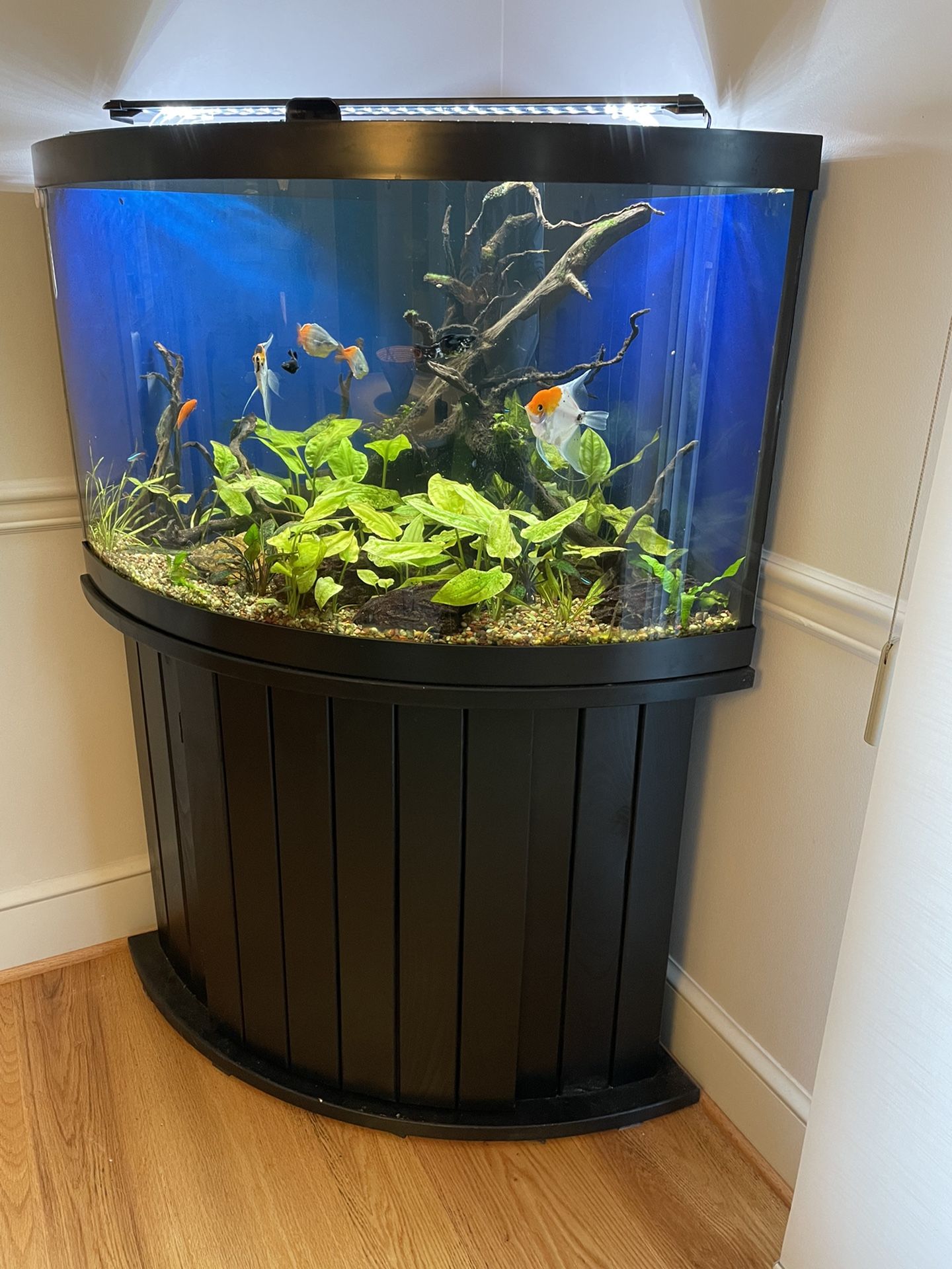 54 Gallon Corner Aquarium With Stand And Filter