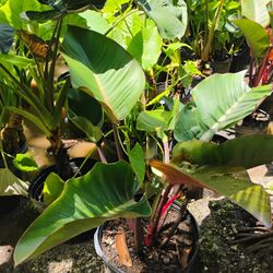 Red Congo Hedges 7gl🍁$25