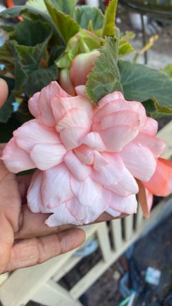 Begonias