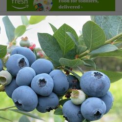 Blueberry Starter Plant In 1 Gallon Pot