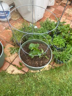 Organic cantaloupe plants