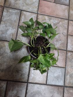 Pathos Plant Or African Violets  $5.00 Each