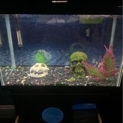 30 Gal Fish Tank
