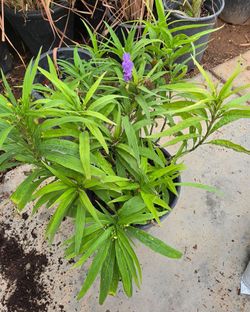 Mexican petunia