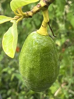 Mata Aguacate Injerto