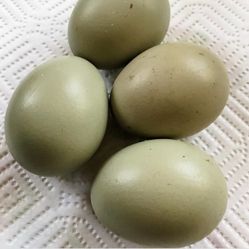 Fertile Hatching Eggs