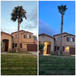 Palmtree Trimming 