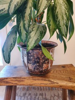 JAPANESE PORCELAIN PLANTER AND CHINESE EVERGREEN PLANT 