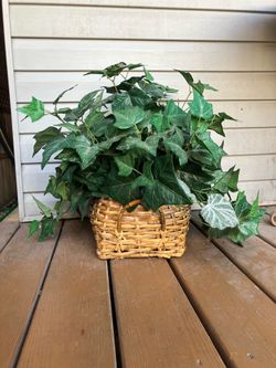 Artificial Ivy Plant In Basket - 20” x 20”