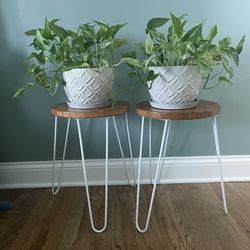 Set of 2 Matching Plant Pots With Plants Included. Side Table NOT Included 