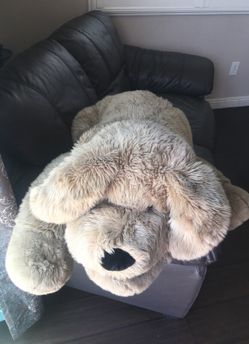 Big cuddly brown dog