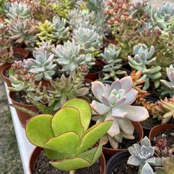 Succulent’s Plants 🌵🪴