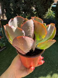 Beautiful Succulent