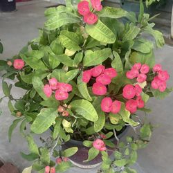 Crown of Christ in a strong pink color in very large pots $120 each. Firm price.