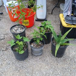 Estoy Vendiendo  Estas Plantas Dos De Chaya$10.00, Mucle O La Sa Gre De Cristo 20. Y Una Pequeña Mucle 10.00 Y Una De Savia a 10.00.