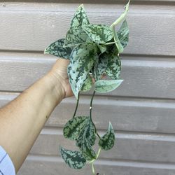4” scindapsus silver lady 