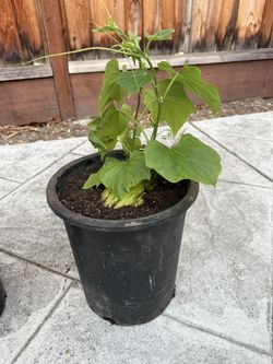 Chayote Plant In 5 Gallon Pot 佛手瓜苗