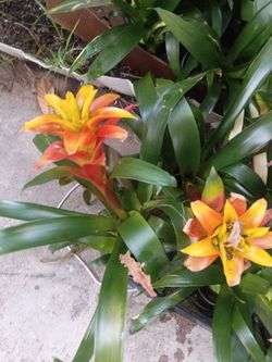 vibrant Guzmania bromeliad