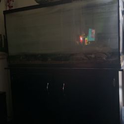 Large Fish Tank