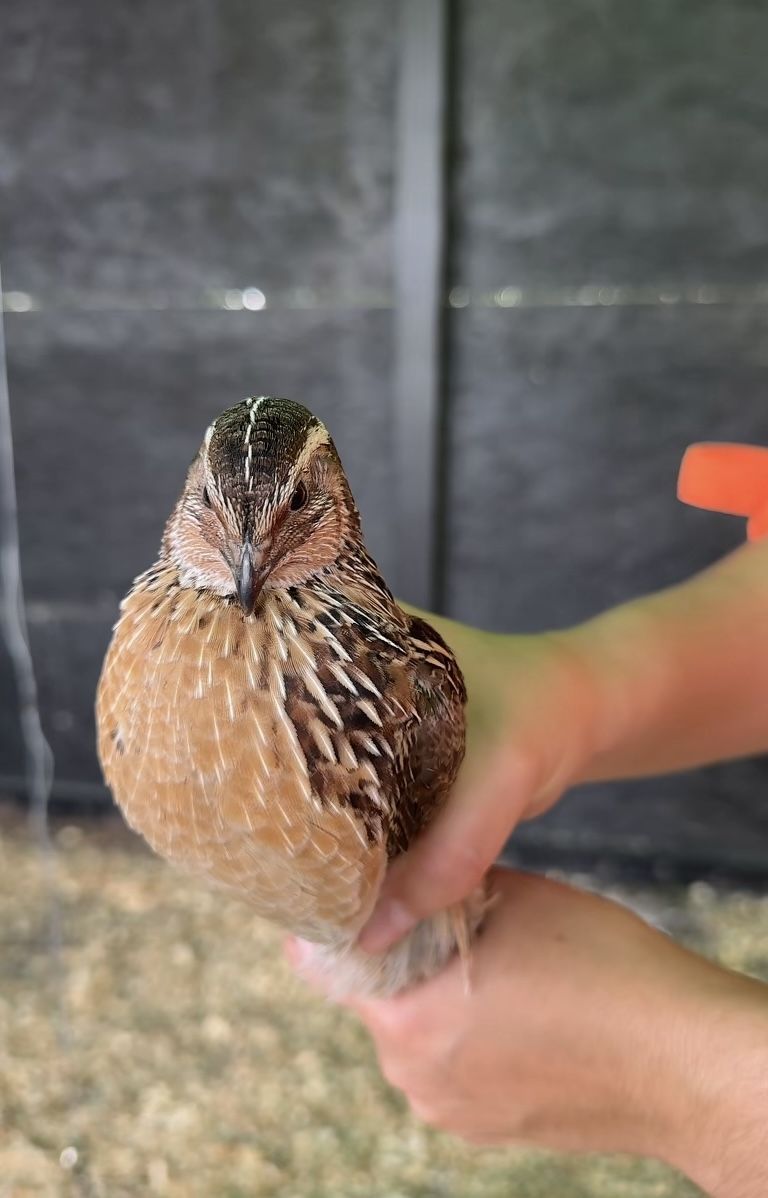 Hatching Quail Eggs Jumbo Coturnix