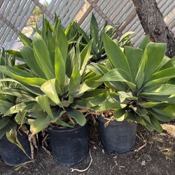 Foxtail Agave 15 Gal