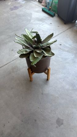 Decorative Plant