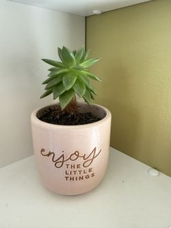 Live Succulent Plant in a Pot with Drainage