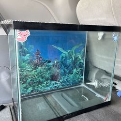 30 Gallon Fish Tank 