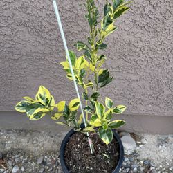 Variegated Calamondin or Calamansi 